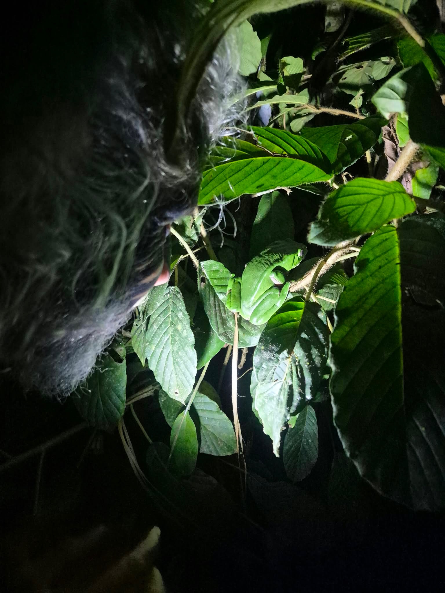 KAMBO 🐸🌿
Não é sobre dor. É sobre purga.
O veneno que v…
