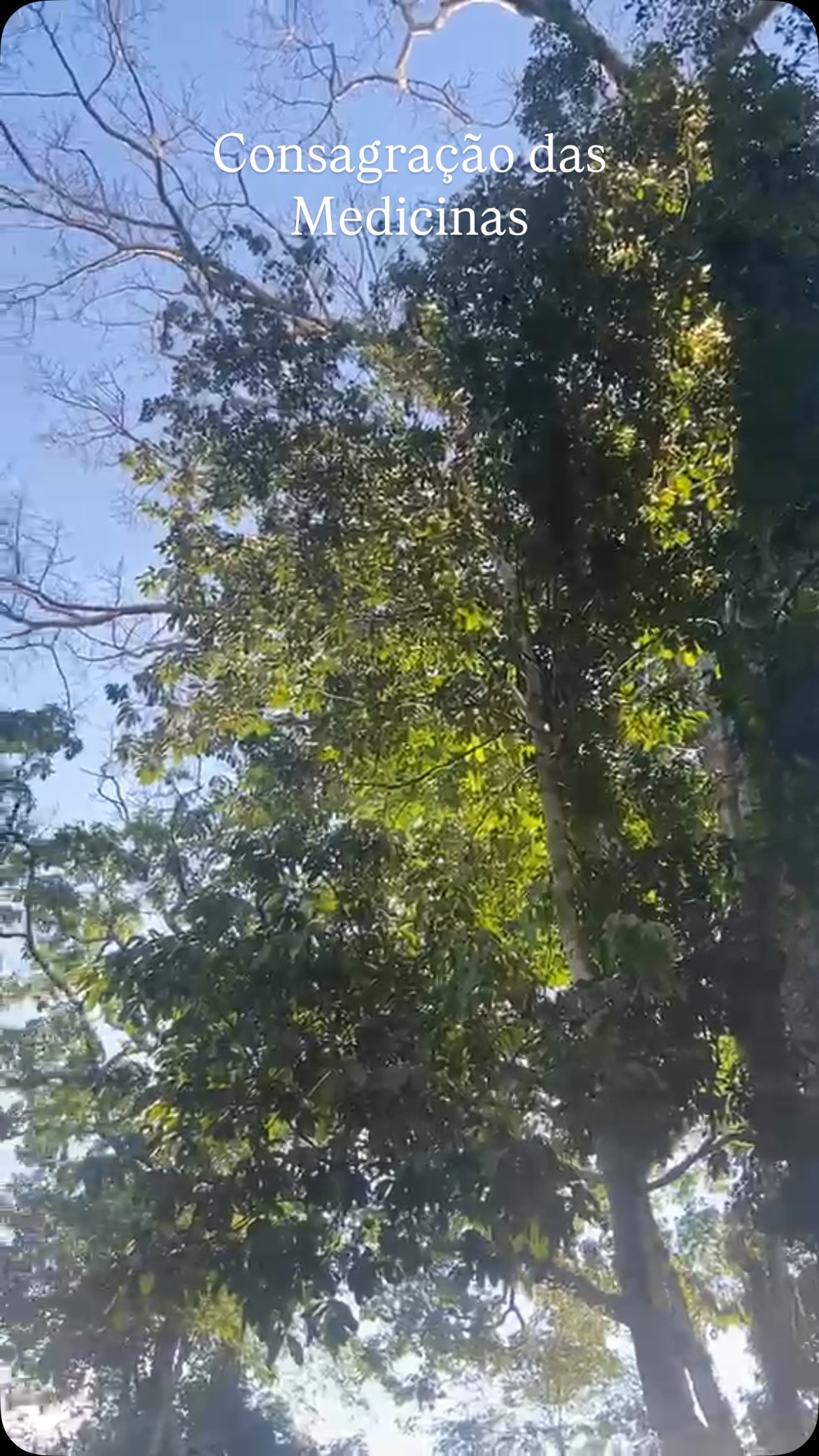 Vari Vari - Consagração das Medicinas 🌿✨
Honrar as planta…